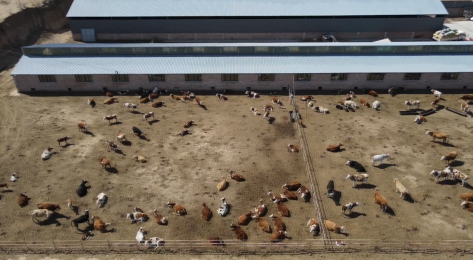 致富养殖肉牛项目介绍_致富经肉牛养殖场的视频_肉牛养殖致富项目