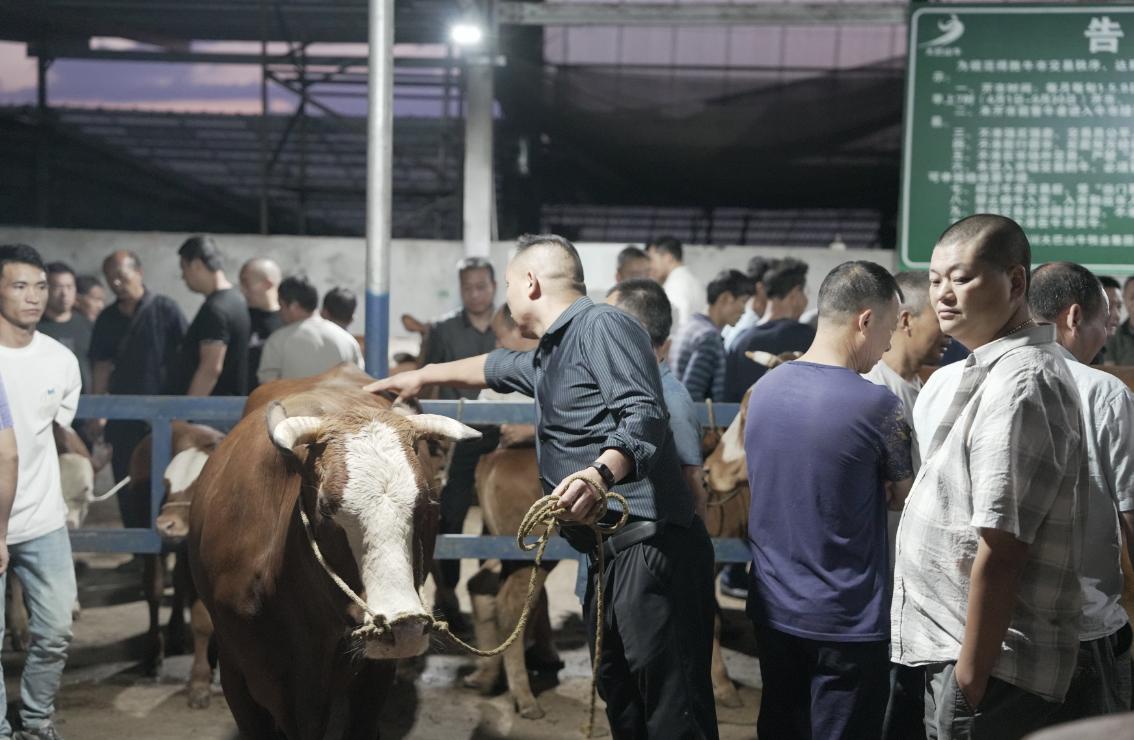 肉牛养殖致富项目_致富养殖肉牛项目介绍_肉牛养殖致富经