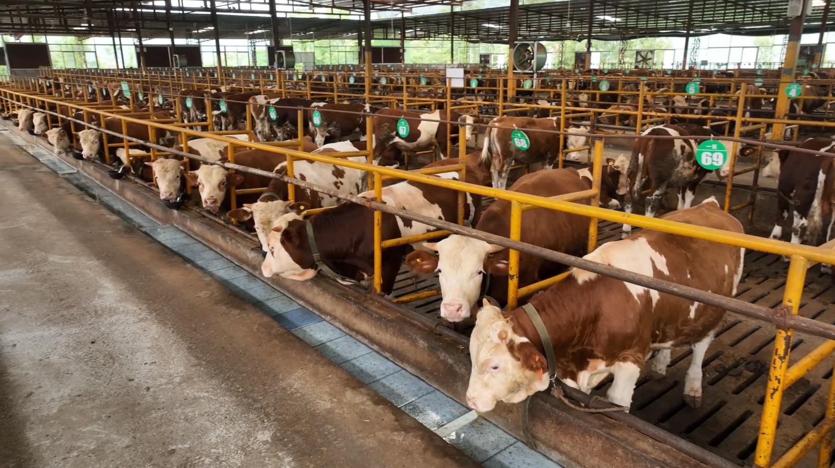 致富养殖肉牛项目介绍_肉牛养殖致富项目_肉牛养殖致富经