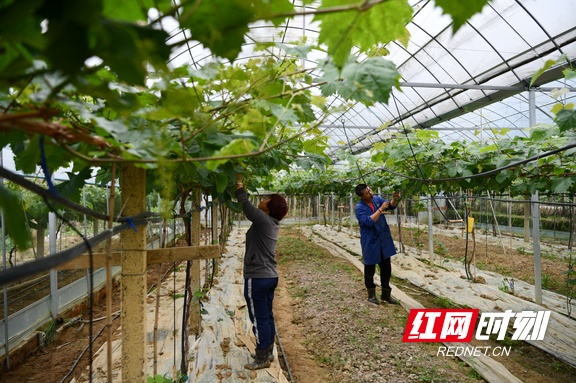 种植致富业_致富果有哪些种植_致富果树