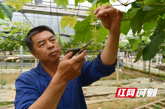 致富果树_致富果有哪些种植_种植致富业