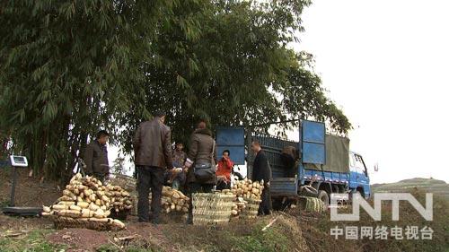 三农致富经养黄鳝_农村养黄鳝利润怎么样_致富经黄鳝养殖技术