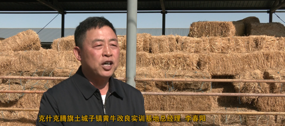 肉牛养殖致富项目_致富养殖肉牛项目怎么样_致富经肉牛养殖场的视频