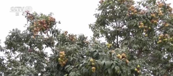 致富种植果特色有哪些_特色种植致富果_致富种植果特色是什么