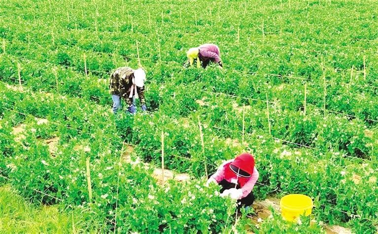 甜蜜瓜 致富豆 幸福果 特色农业赋能新区乡村振兴路