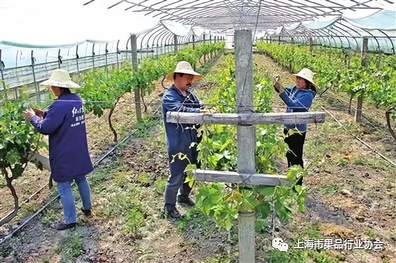 王子有      一个创业带头人，带动致富一批人