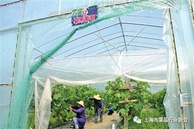 农村致富种植菜园_农村种植蔬菜致富方案_种农家菜园