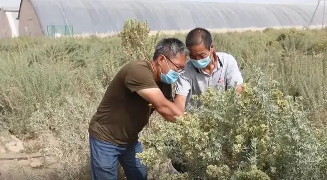 大芸种植技术_大芸种植致富_大芸种植技术视频播放