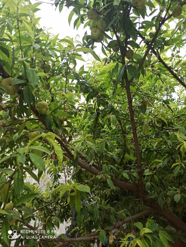 嘉宝果树种植技术视频_嘉宝果树苗种植_嘉宝果树种植方法视频