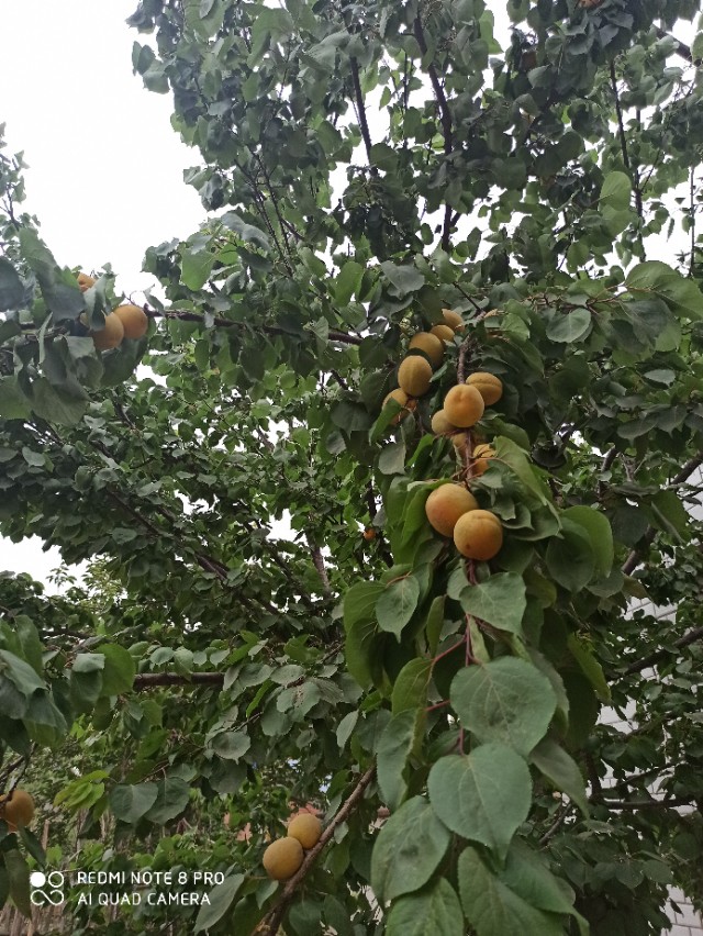 嘉宝果树种植方法视频_嘉宝果树苗种植_嘉宝果树种植技术视频