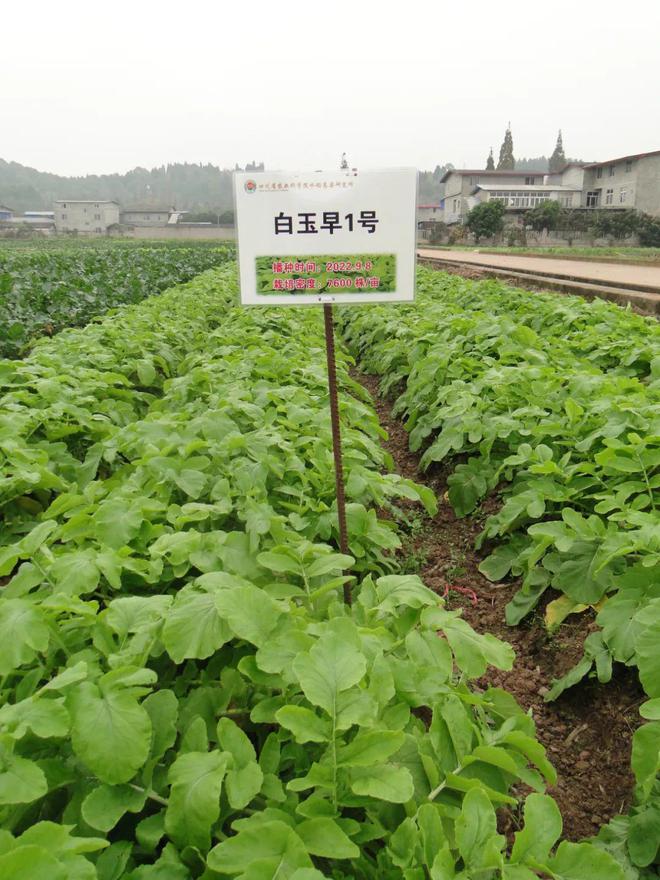 圆萝卜种植技术_圆罗卜种植时间及技术_圆萝卜种植时间