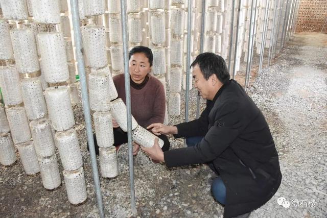 石楼：大山里的小木耳　增收致富好帮手