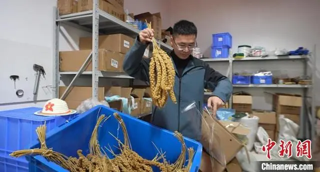 金青鸟养殖致富_致富养殖青鸟金龙鱼_金青鸟养殖基地