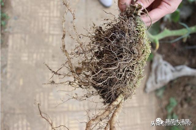 种植蔬菜视频教程_无土栽培蔬菜种植技术视频_蔬菜栽培实用技术视频