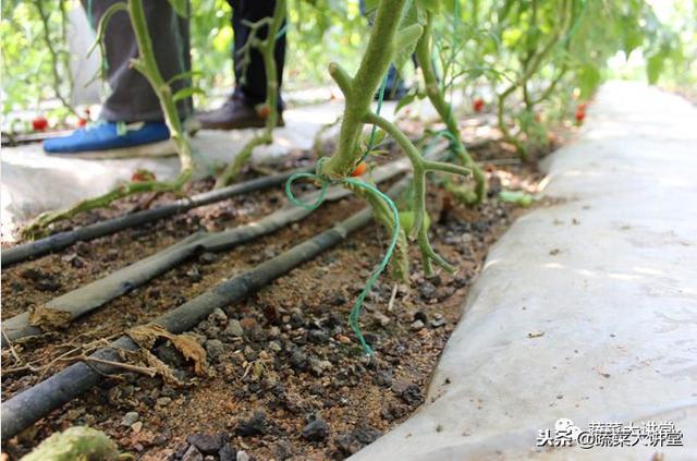 种植蔬菜视频教程_蔬菜栽培实用技术视频_无土栽培蔬菜种植技术视频