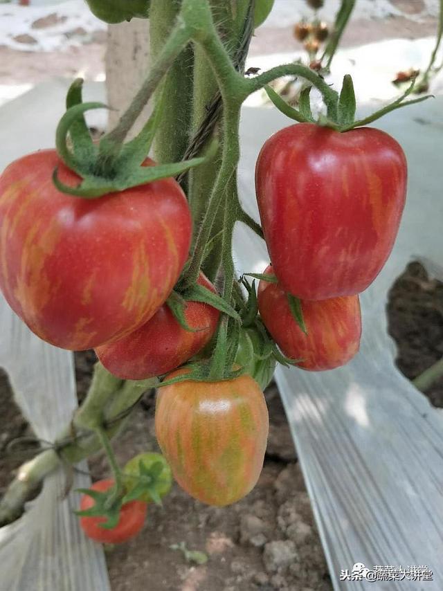 种植蔬菜视频教程_无土栽培蔬菜种植技术视频_蔬菜栽培实用技术视频