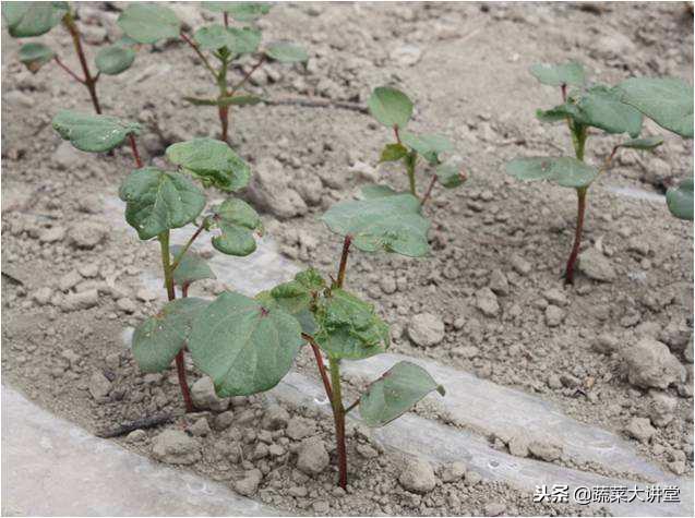 种植蔬菜视频教程_无土栽培蔬菜种植技术视频_蔬菜栽培实用技术视频