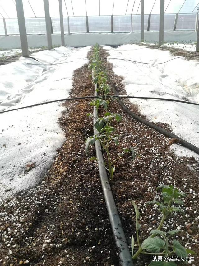 蔬菜栽培实用技术视频_无土栽培蔬菜种植技术视频_种植蔬菜视频教程