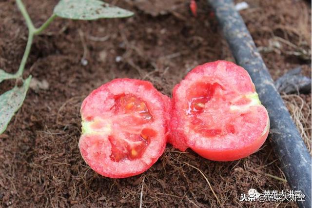 蔬菜栽培实用技术视频_无土栽培蔬菜种植技术视频_种植蔬菜视频教程