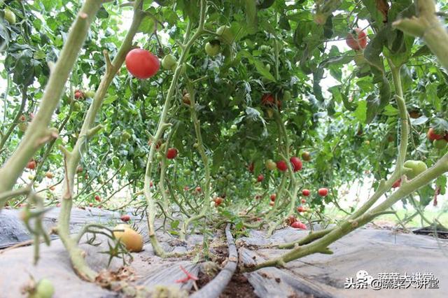 无土栽培蔬菜种植技术视频_蔬菜栽培实用技术视频_种植蔬菜视频教程