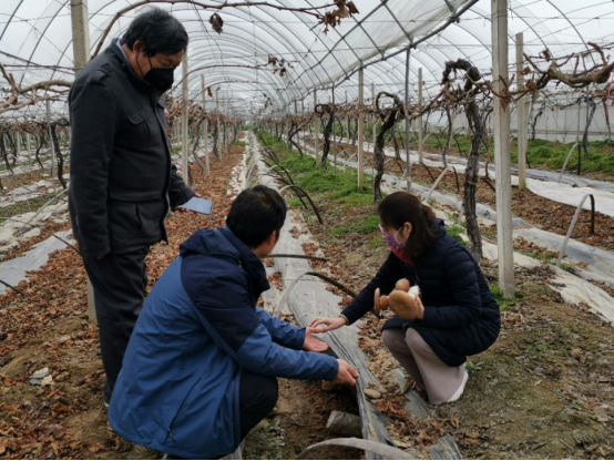 平菇养殖致富_致富养殖平菇视频_养殖平菇的全过程