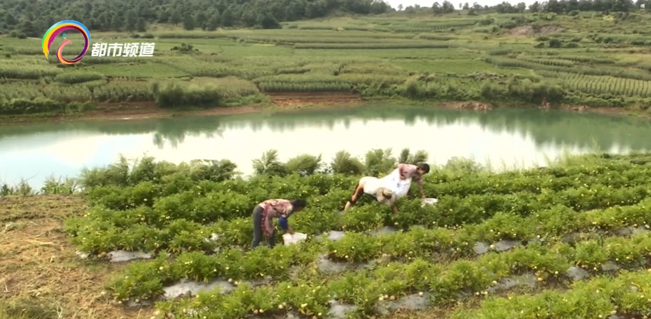 种植致富业_致富种植果特色是什么_特色种植致富果