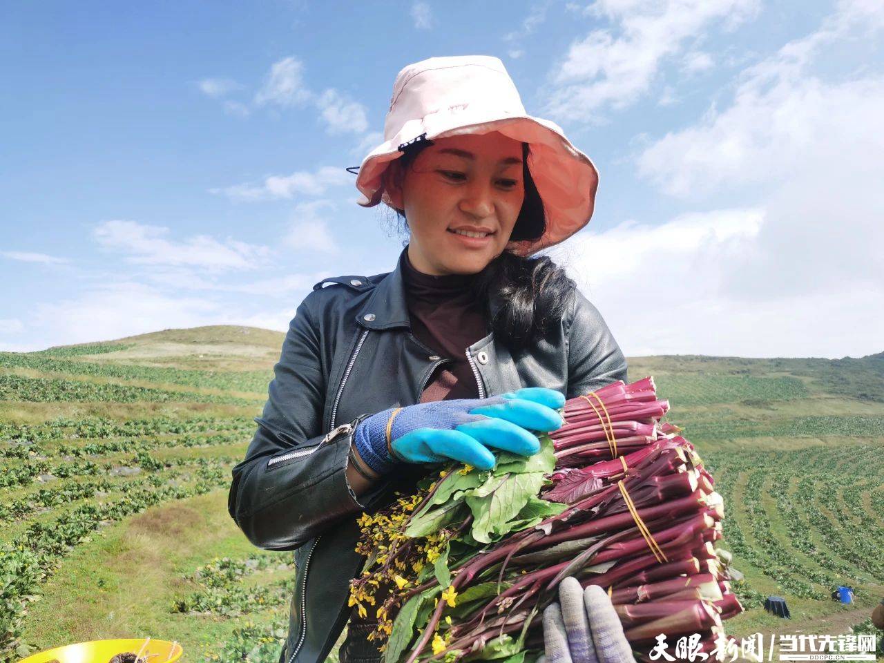 威宁：红菜苔种出群众“红”日子