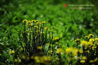 红菜苔种植，种有机富硒红菜薹营养高很受欢迎[每日农经]