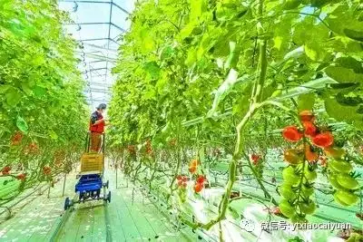 蔬菜种植基础：从零开始，了解“无土栽培”的简单流程