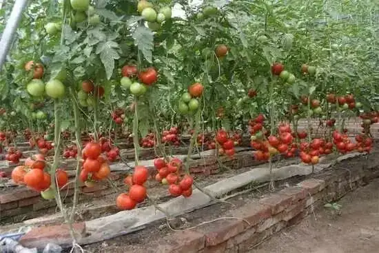 蔬菜栽培技术全集视频教程_无土栽培蔬菜种植技术视频_蔬菜种植的视频