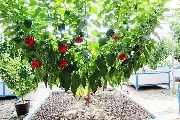 无土栽培蔬菜种植技术视频_蔬菜种植的视频_蔬菜栽培技术全集视频教程