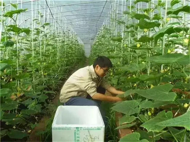 无土栽培蔬菜种植技术视频_蔬菜栽培技术全集视频教程_蔬菜种植的视频