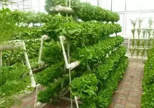 蔬菜栽培技术全集视频教程_无土栽培蔬菜种植技术视频_蔬菜种植的视频