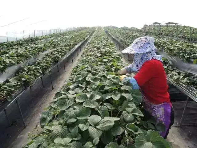 无土栽培蔬菜种植技术视频_蔬菜栽培技术全集视频教程_蔬菜种植的视频