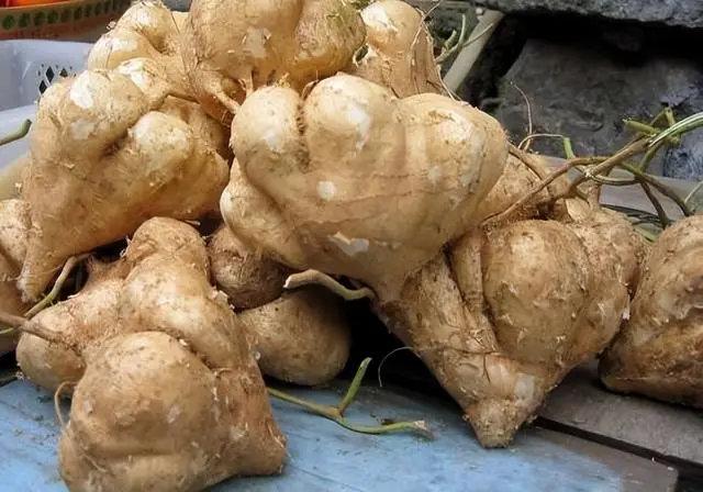 凉茹种植技术_凉茹的种植技术_茹凉是什么水果