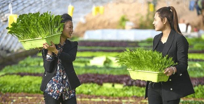 蔬菜栽培实用技术视频_无土栽培蔬菜种植技术视频_蔬菜种植的视频