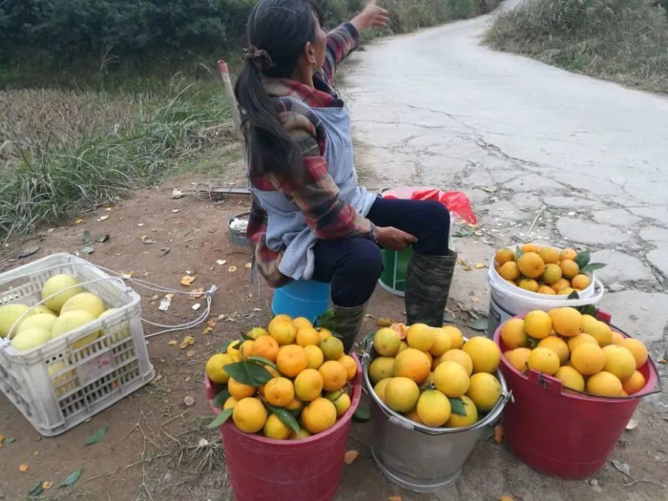 致富经火龙果_致富经火龙果种植视频_致富经火龙果视频