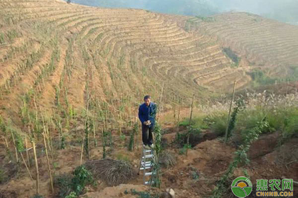 靠种植致富的农民_怎么靠种植致富_种植致富业