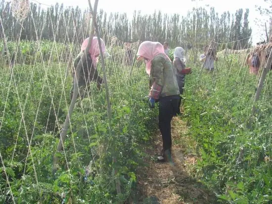 致富种植农民北京有补贴吗_致富经种植亩收入过亿_北京农民种植致富