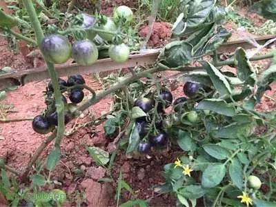 北京农民种植致富_致富经种植亩收入过亿_致富种植农民北京有补贴吗