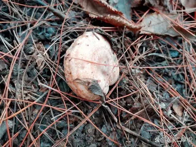 松茸菌的栽培技术_松茸菌种植技术视频_松茸菌种植技术