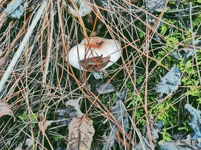 松茸菌种植技术视频_松茸菌种植技术_松茸菌的栽培技术