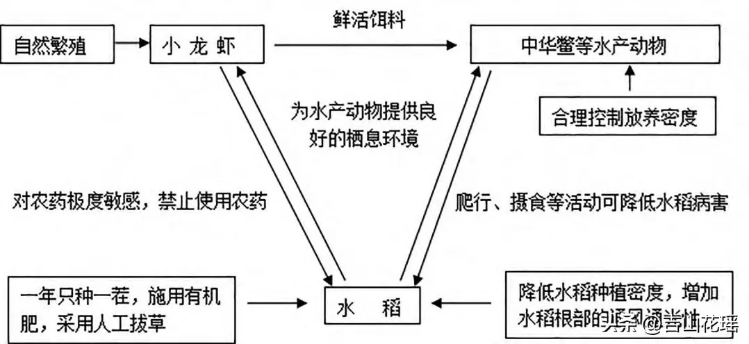 稻田鳖虾养殖技术_虾养殖稻田鳖技术视频_虾养殖稻田鳖技术要求