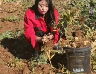 北京农民种植致富_致富经农业种植_致富经种植亩收入过亿