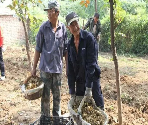 致富经种植亩收入过亿_致富经农业种植_北京农民种植致富