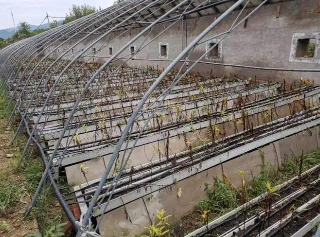 致富经农业种植_北京农民种植致富_致富经种植亩收入过亿