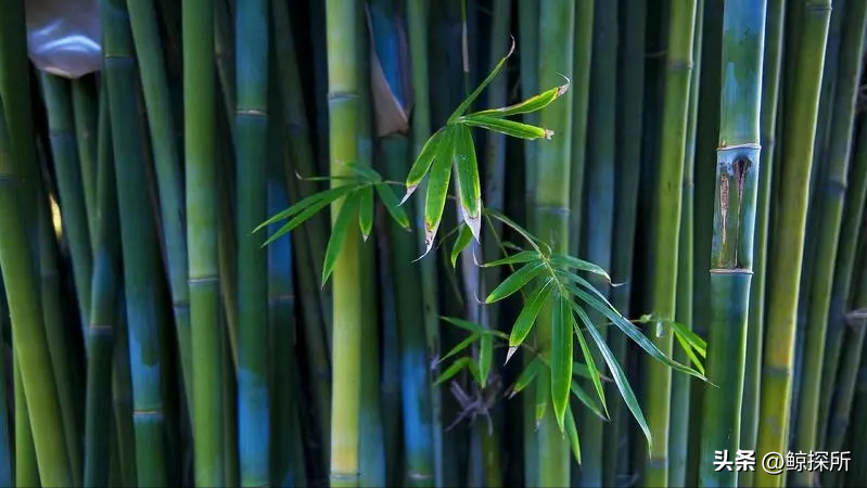 竹花种植技术_竹的种植方法_竹的栽培管理与应用