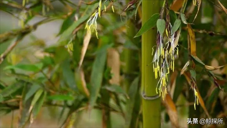 竹的种植方法_竹花种植技术_竹的栽培管理与应用