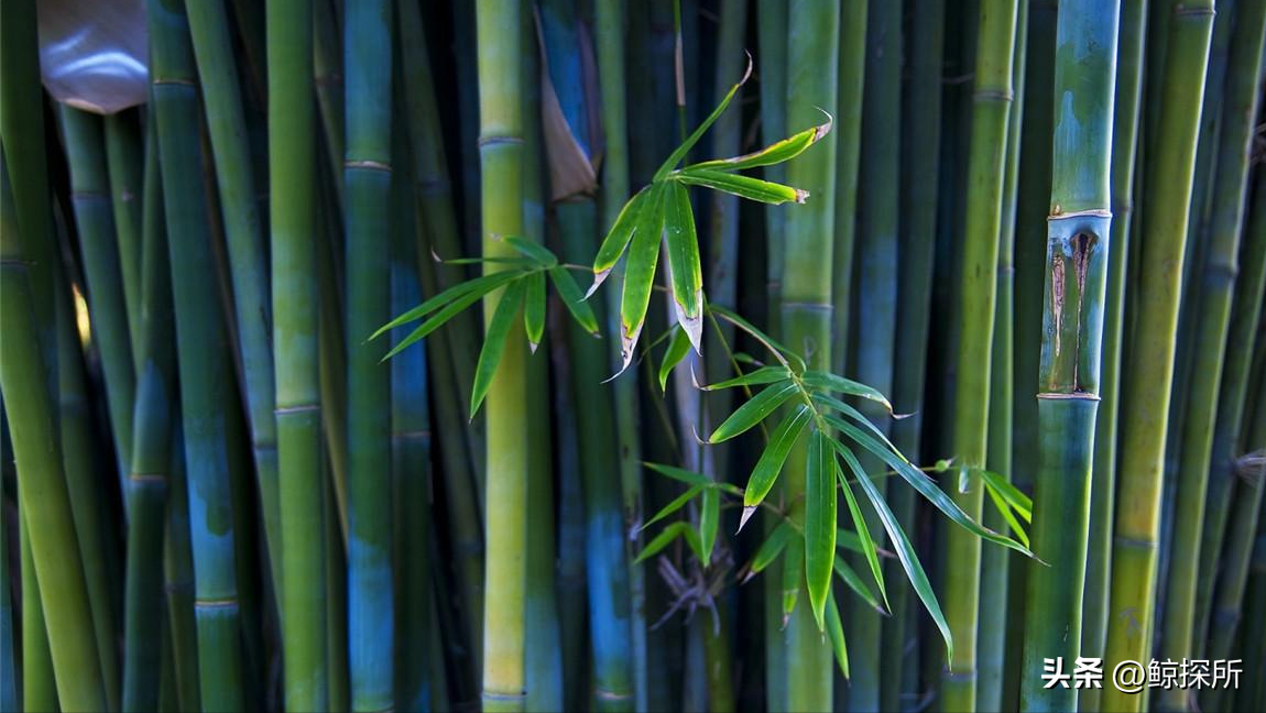 竹花种植技术_竹的栽培管理与应用_竹的种植方法