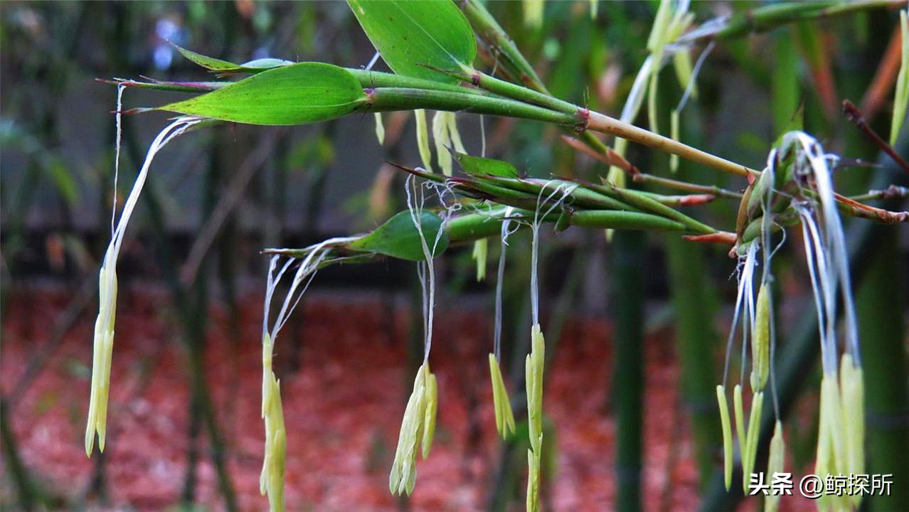 竹的栽培管理与应用_竹花种植技术_竹的种植方法